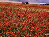 paesaggio 4